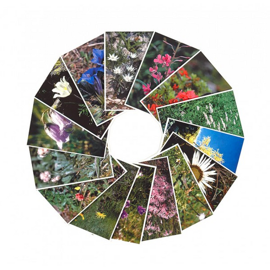 Set Fotokarten alle 15 Noreia Almblumen